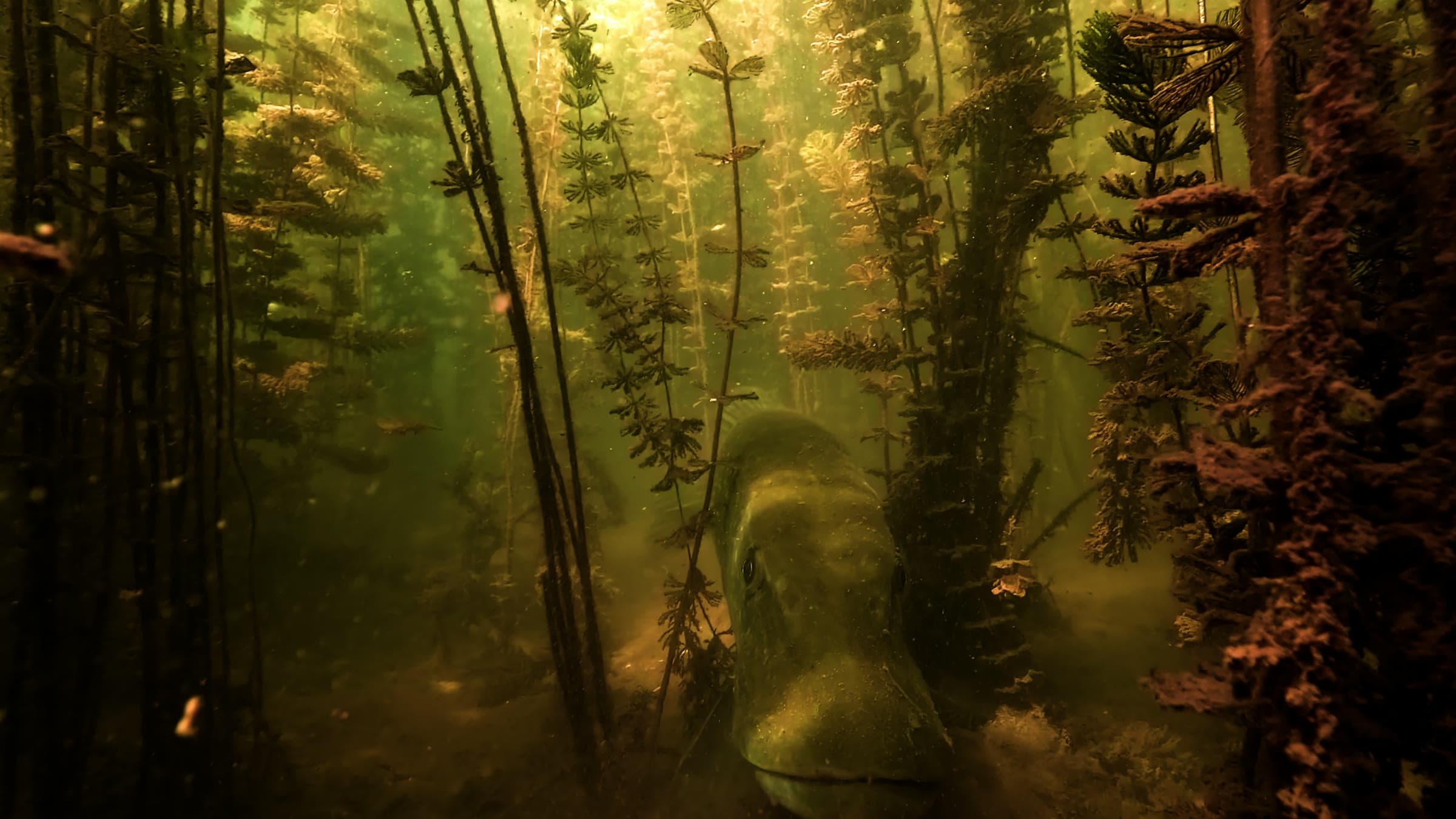 A northern pike facing the camera between water plants in a lake, a frame of the owner’s footage.
