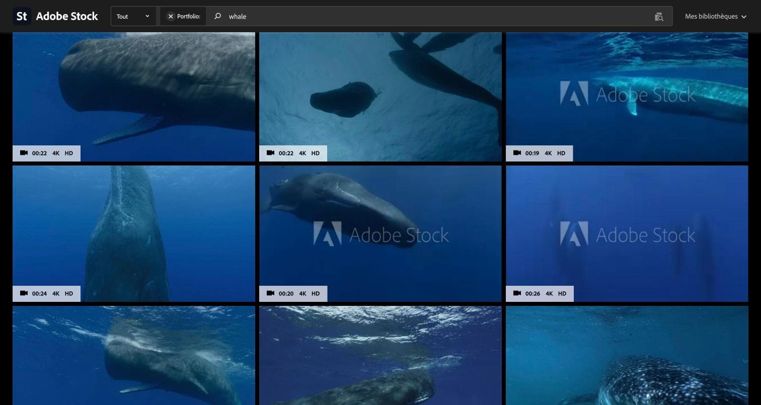 Sea Footage whale and ocean clips, 4K, on the marketplaces